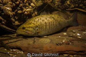 'Out of the current' Smallmouth Bass rests on a ledge in ... by David Gilchrist 